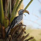 Southern Yellow-billed Hornbill